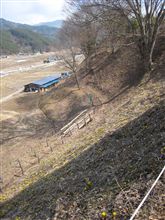 福寿草（松本市）