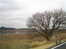 ２月の自転車走行距離。