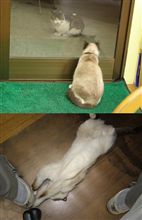 出会い、そして発情