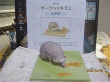 やっと出来た「ケープハリネズミ」