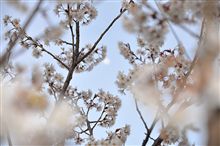 桜だよね？＆引き渡しプチ