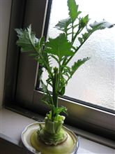大根くん成長記