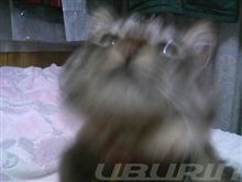 朝から甘えん坊な奴・・・