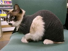 タイツ猫スーツ