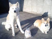 桃＆花は元気ですが…