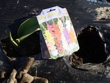チューリプの不発箇所にグラジオラス植えました