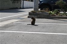 ノラネコさんｗ