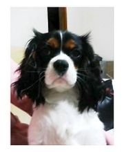 愛犬 愛犬