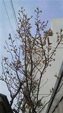 そこに春が