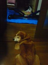 春が来たノデｗ