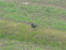 ぬーさんを探しに行って来ました