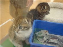 ねこみてきた