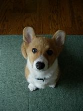 俺にゃァ聞こえンだッ。。。の巻