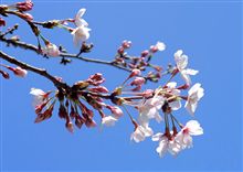 桜が咲きました