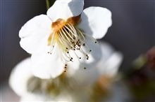 桜がまだなら梅があるさ