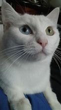 今日は