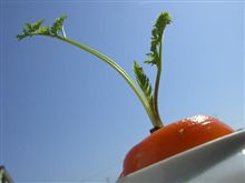 芽がでたょｗｗｗ
