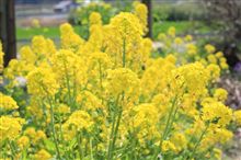 最近多いひとり撮影会！と菜の花