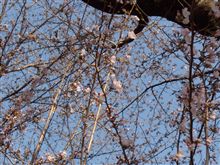 桜が咲き始めました