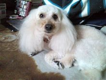 ☆:;;*走召(人-ω・)каωαЁ*:;;☆ 新入社員 ☆:;;*走召(人-ω・)каωαЁ*:;;☆ 新入社員