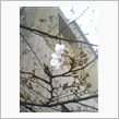 桜が咲いてます