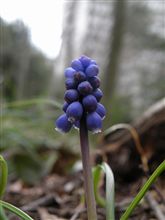 花冷えの午後