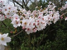 今年も桜の季節到来