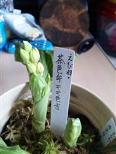 本日の茶