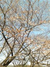 桜は、まだ・・・