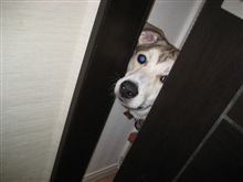 マーリー世界一おバカな犬が教えてくれたこと