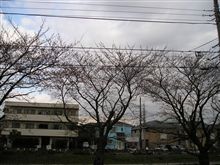 桜 桜