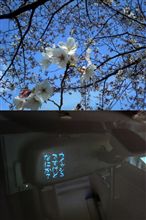 桜、咲く！