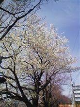 おさんぽ おさんぽ
