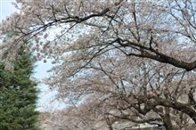 桜　五分咲き？