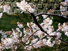 桜のシーズン、昼間に弘明寺から歩いてみました