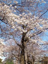 桜　８分咲き？