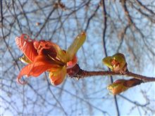 桜が咲きました？