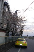 桜と愛車