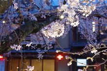 京都へ行きました