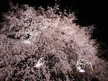 【速報】ライトアップ六義園で枝垂れ桜