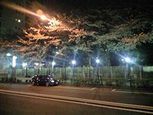 夜桜（その2） 2009/03/31