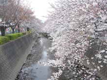 今週末がピークかな･･･