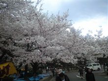 鶴舞公園の桜