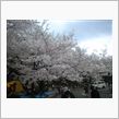 鶴舞公園の桜
