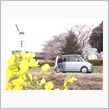 なかなか咲かない・・・
