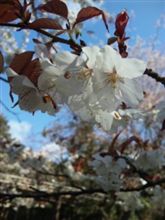 京都にいます