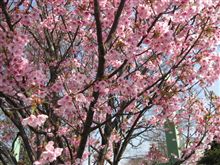 桃は咲いたか、桜はまだかいな？ｗｗ