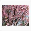 桃は咲いたか、桜はまだかいな ...