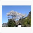 桜もチラホラ。