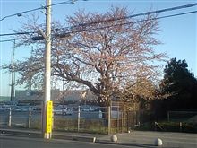 もうすぐ満開